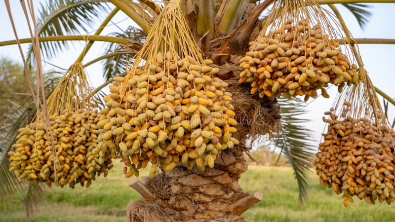 نخيل مثمر — صورة توضيحية